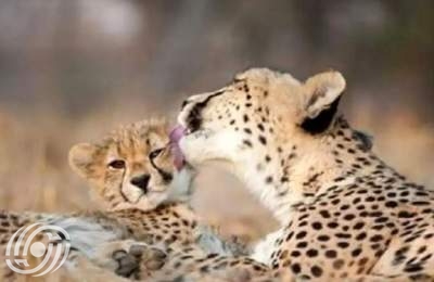 صورة جديدة لثيلما؛ أنثى فهد آسيوي في توران صورة جديدة لثيلما؛ أنثى فهد آسيوي في توران