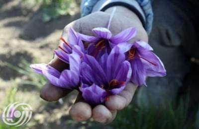 موسم جَني الذهب الأحمر موسم جَني الذهب الأحمر